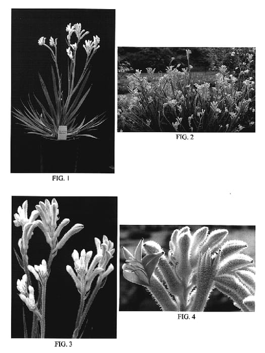 Figure 1 of US plant patent PP20169, the photograph of Rambodiam printed in the patent.