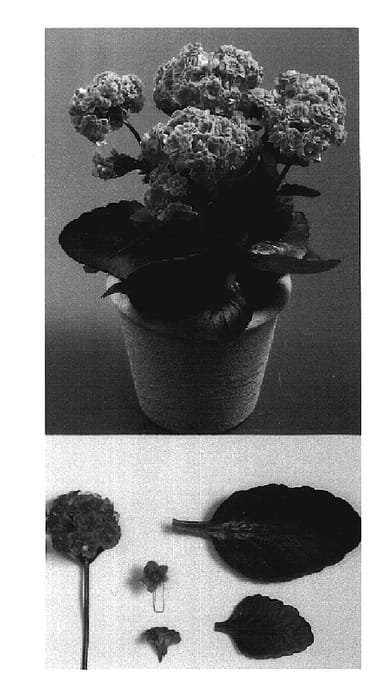 Figure 1 of US plant patent PP20170, the photograph of Dark Jodie printed in the patent.