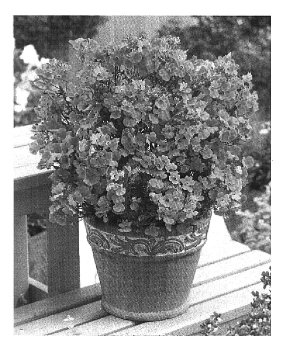 Figure 1 of US plant patent PP20171, the photograph of Wesneo printed in the patent.