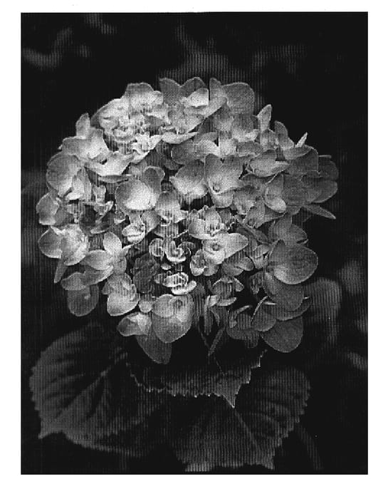 Figure 1 of US plant patent PP20172, the photograph of Sidashar printed in the patent.