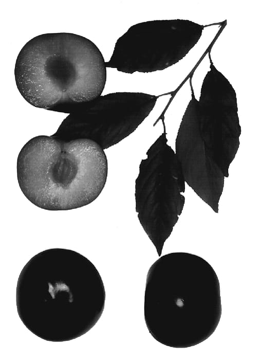 Figure 1 of US plant patent PP20173, the photograph of Coparose printed in the patent.