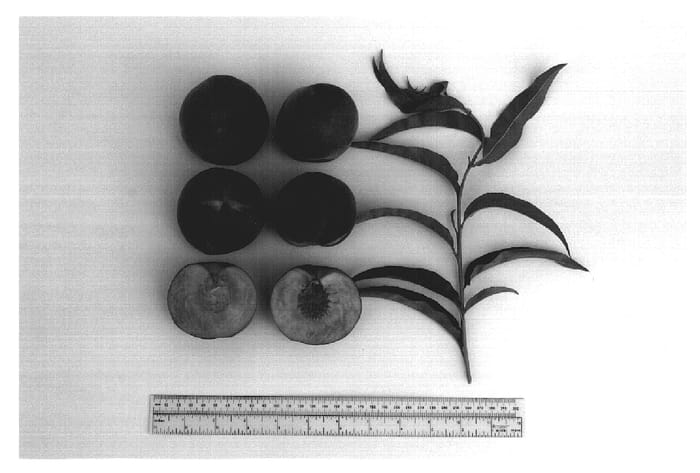 Figure 1 of US plant patent PP20174, the photograph of Gulfcrimson printed in the patent.
