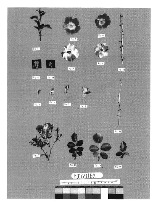 Figure 1 of US plant patent PP20175, the photograph of Meizmea printed in the patent.