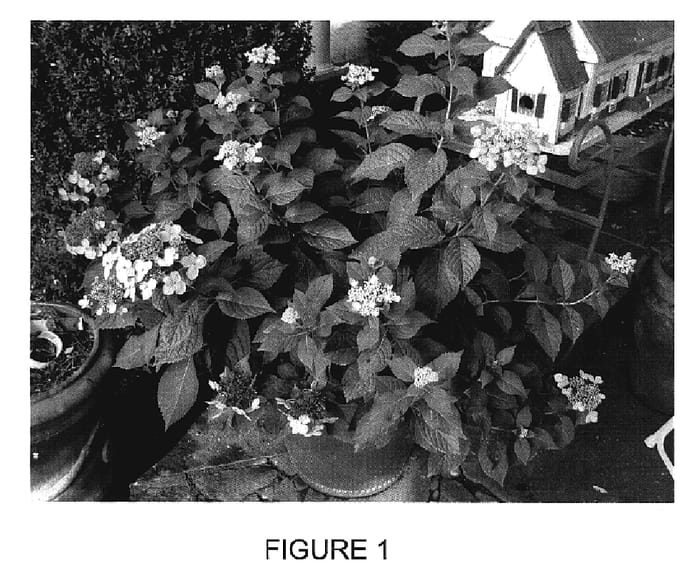Figure 1 of US plant patent PP20176, the photograph of PIIHM-1 printed in the patent.