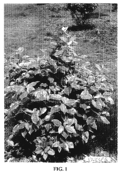 Figure 1 of US plant patent PP20177, the photograph of Viveleg printed in the patent.