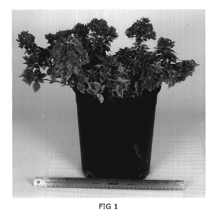 Figure 1 of US plant patent PP20179, the photograph of Liberty Flame printed in the patent.