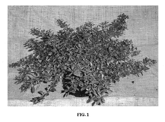 Figure 1 of US plant patent PP20180, the photograph of Jamie printed in the patent.