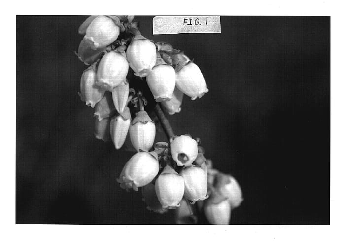 Figure 1 of US plant patent PP20181, the photograph of Primadonna printed in the patent.