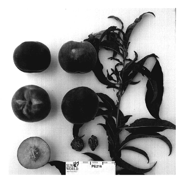Figure 1 of US plant patent PP20182, the photograph of Supechsiteen printed in the patent.