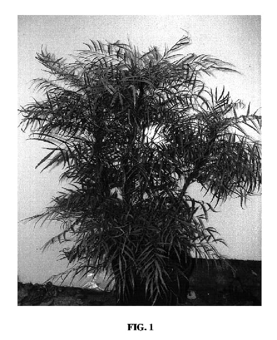 Figure 1 of US plant patent PP20183, the photograph of Soft Caress printed in the patent.