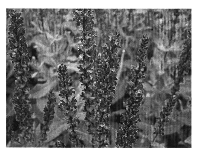 Figure 1 of US plant patent PP20184, the photograph of Sal Card 07 printed in the patent.
