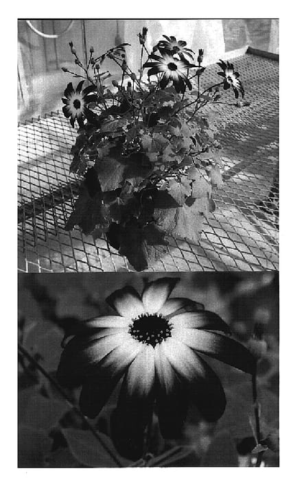 Figure 1 of US plant patent PP20185, the photograph of Sunseneribuba printed in the patent.