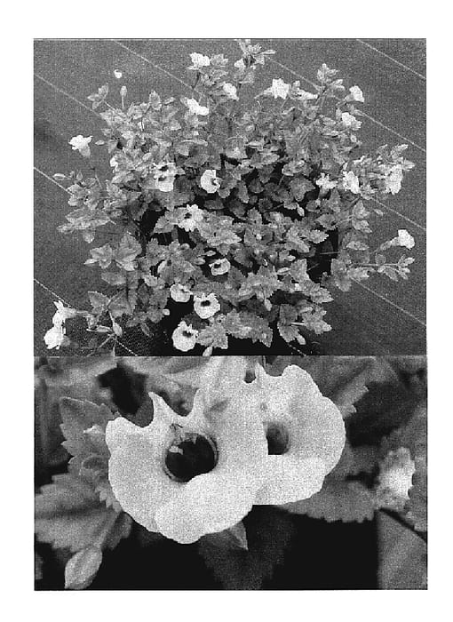 Figure 1 of US plant patent PP20186, the photograph of Sunrenirafuji printed in the patent.