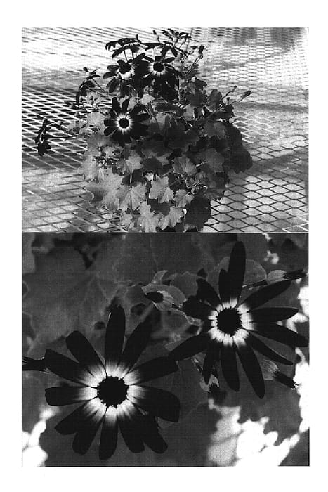 Figure 1 of US plant patent PP20187, the photograph of Sunsenebaibai printed in the patent.