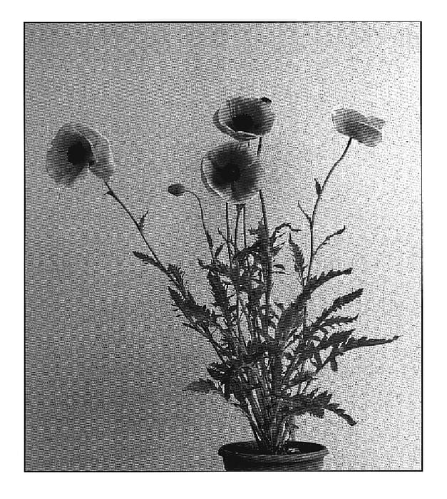 Figure 1 of US plant patent PP20188, the photograph of Paradiso printed in the patent.