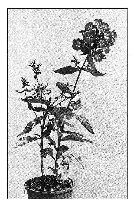 Figure 1 of US plant patent PP20189, the photograph of Alexandra printed in the patent.
