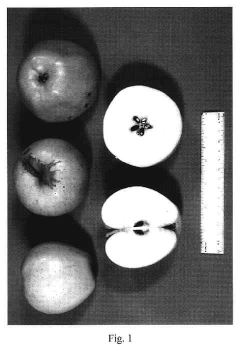 Figure 1 of US plant patent PP20190, the photograph of Fugachee printed in the patent.