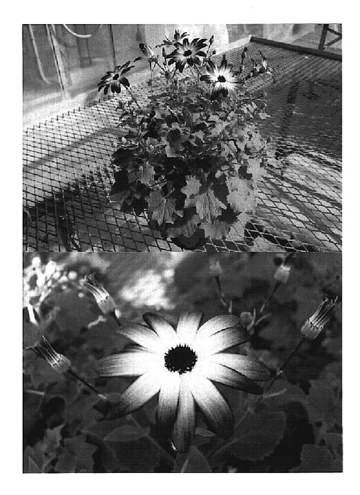 Figure 1 of US plant patent PP20191, the photograph of Sunsenelibubi printed in the patent.
