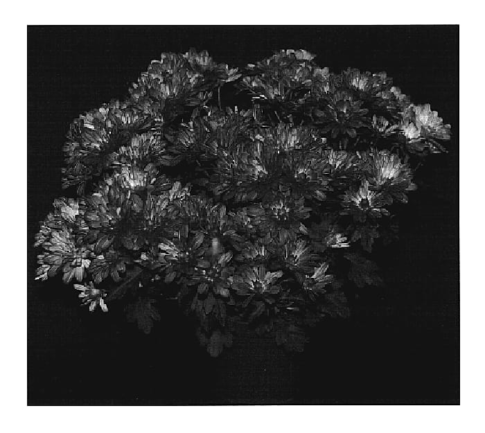 Figure 1 of US plant patent PP20192, the photograph of Regal Yojamestown printed in the patent.
