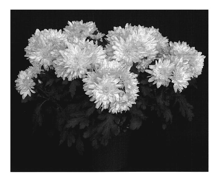 Figure 1 of US plant patent PP20193, the photograph of Yokingsville printed in the patent.