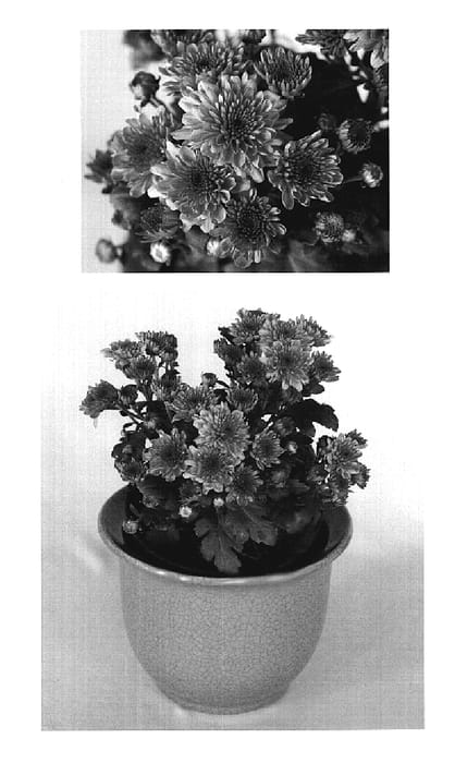 Figure 1 of US plant patent PP20194, the photograph of Yopenelope printed in the patent.