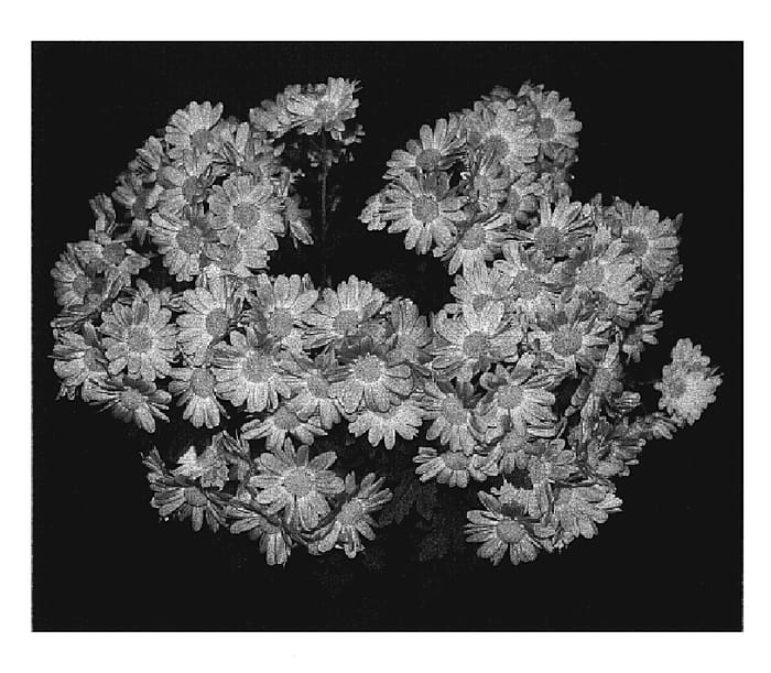 Figure 1 of US plant patent PP20195, the photograph of Dark Orange Yocupertino printed in the patent.