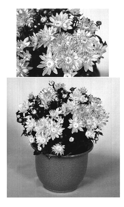 Figure 1 of US plant patent PP20196, the photograph of Empire Emma printed in the patent.