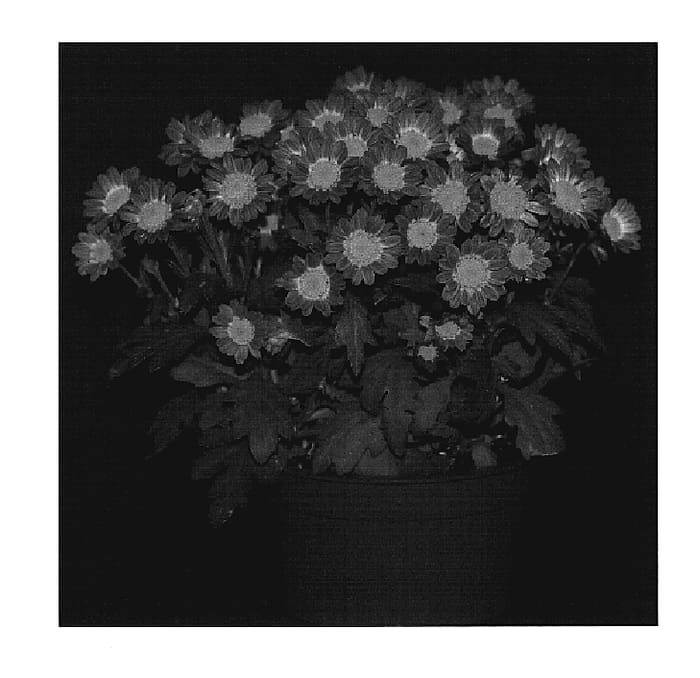 Figure 1 of US plant patent PP20197, the photograph of Currant Yomistique printed in the patent.
