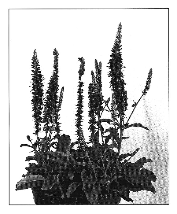 Figure 1 of US plant patent PP20198, the photograph of Baby Blue printed in the patent.