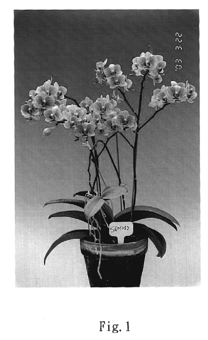 Figure 1 of US plant patent PP20199, the photograph of Sunrise Crystal printed in the patent.