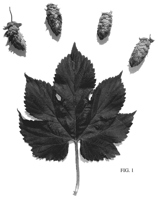 Figure 1 of US plant patent PP20200, the photograph of APOLLO printed in the patent.