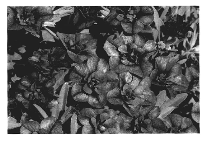 Figure 1 of US plant patent PP20201, the photograph of KLECA07162 printed in the patent.