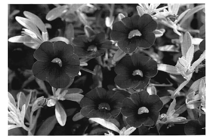 Figure 1 of US plant patent PP20202, the photograph of KLECA07145 printed in the patent.