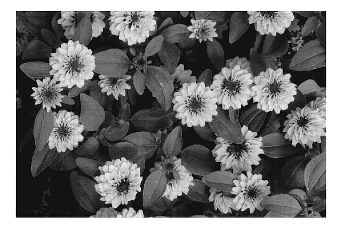 Figure 1 of US plant patent PP20203, the photograph of KLESP07168 printed in the patent.