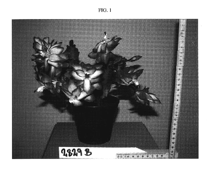 Figure 1 of US plant patent PP20204, the photograph of SAMBA BRAZIL printed in the patent.