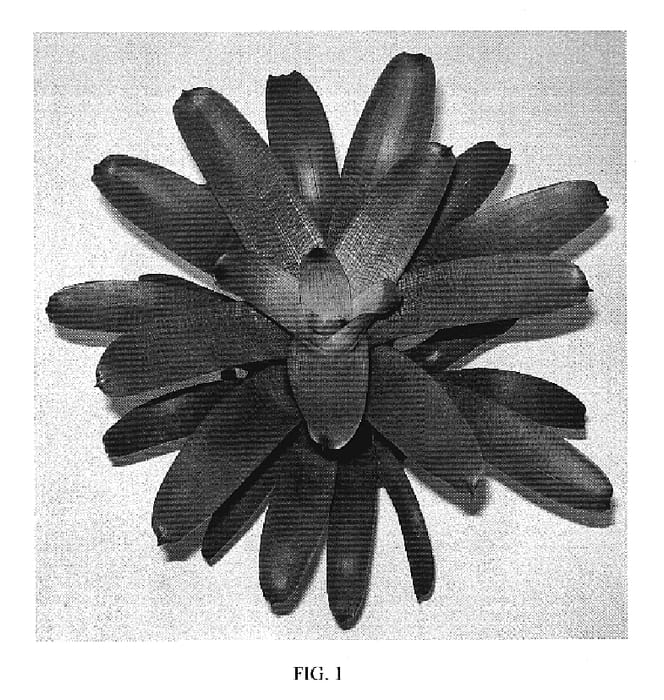 Figure 1 of US plant patent PP20205, the photograph of Kiwi Cream printed in the patent.