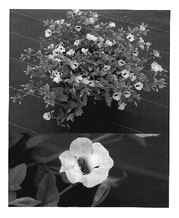 Figure 1 of US plant patent PP20206, the photograph of Sunrenibebu printed in the patent.