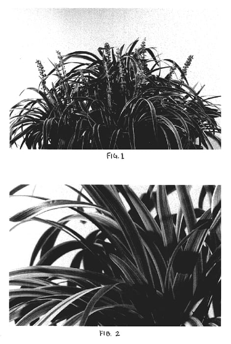 Figure 1 of US plant patent PP20207, the photograph of Marant printed in the patent.