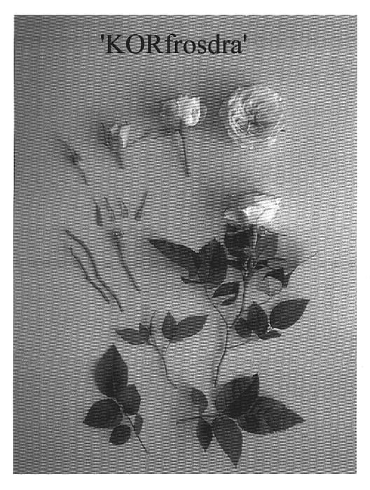 Figure 1 of US plant patent PP20208, the photograph of KORfrosdra printed in the patent.