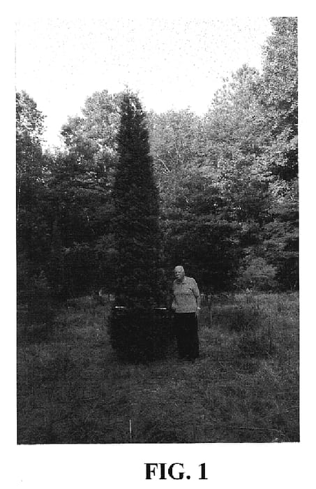 Figure 1 of US plant patent PP20209, the photograph of American Pillar printed in the patent.