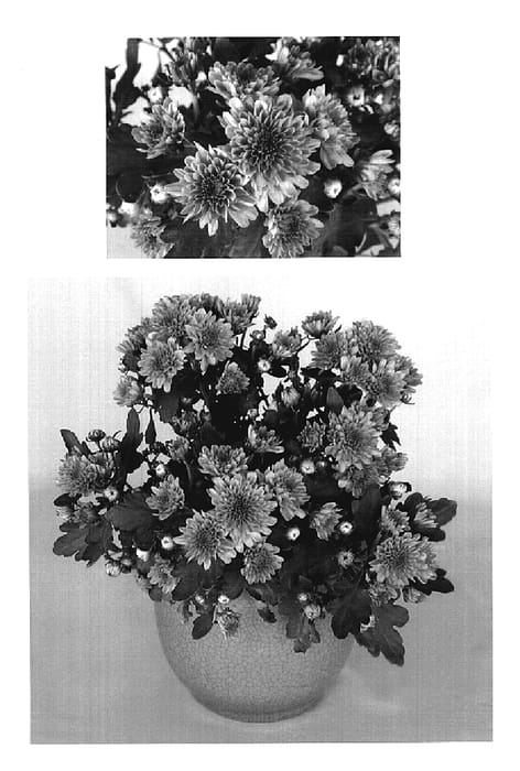 Figure 1 of US plant patent PP20210, the photograph of Yowanda printed in the patent.