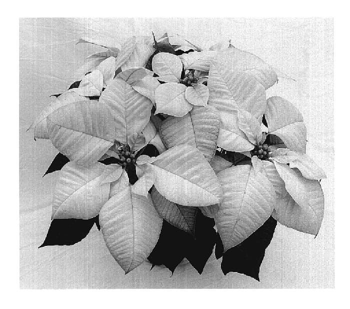 Figure 1 of US plant patent PP20211, the photograph of Stargazer White printed in the patent.
