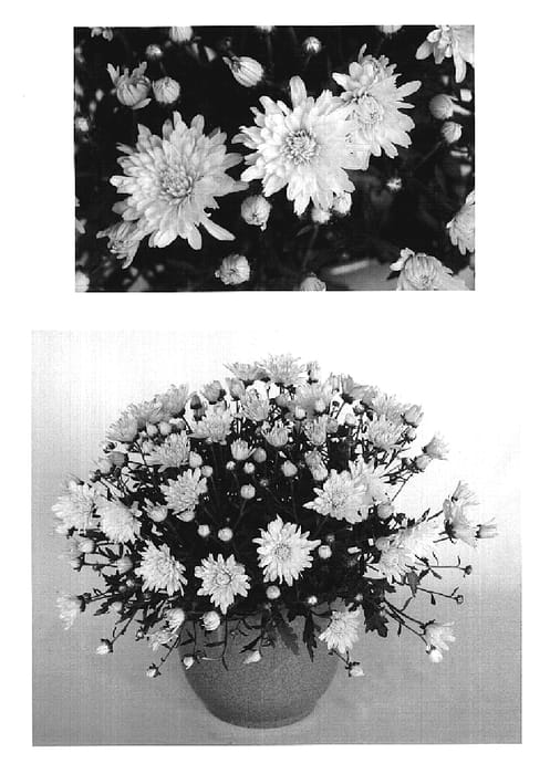 Figure 1 of US plant patent PP20212, the photograph of Yoelena printed in the patent.
