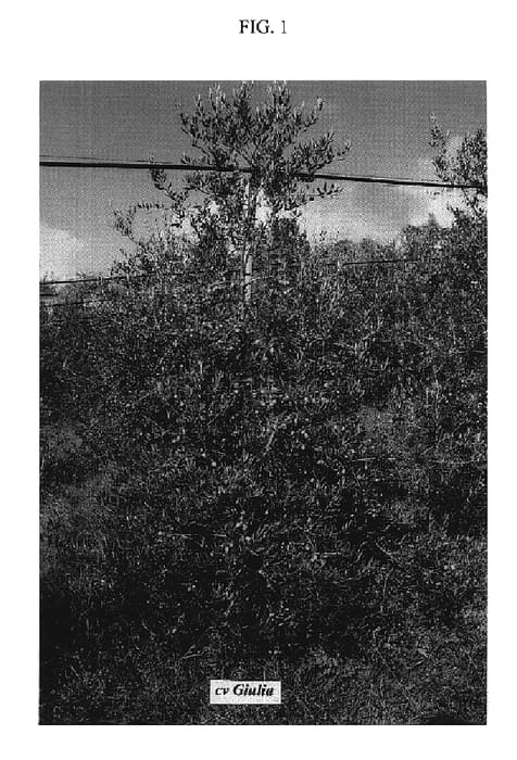 Figure 1 of US plant patent PP20213, the photograph of Giulia printed in the patent.
