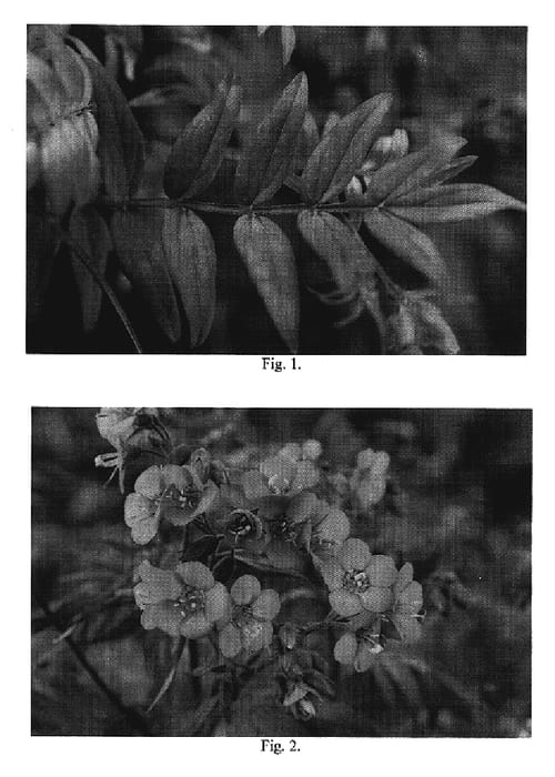 Figure 1 of US plant patent PP20214, the photograph of Heaven Scent printed in the patent.