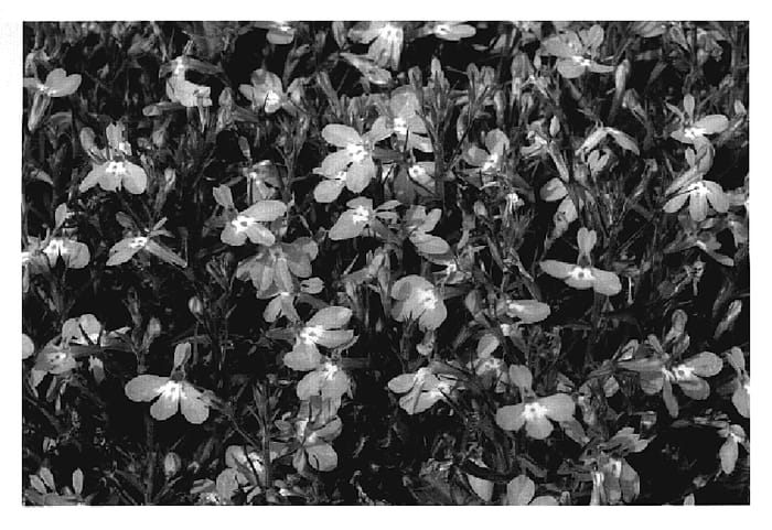 Figure 1 of US plant patent PP20215, the photograph of KLELE07247 printed in the patent.