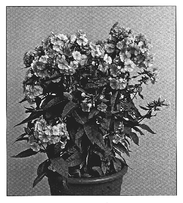 Figure 1 of US plant patent PP20216, the photograph of Valentina printed in the patent.