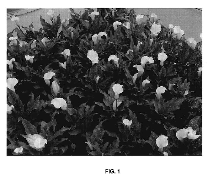 Figure 1 of US plant patent PP20217, the photograph of Yellow Jacket BLZ printed in the patent.