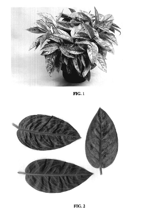 Figure 1 of US plant patent PP20218, the photograph of TWYAG0020 printed in the patent.