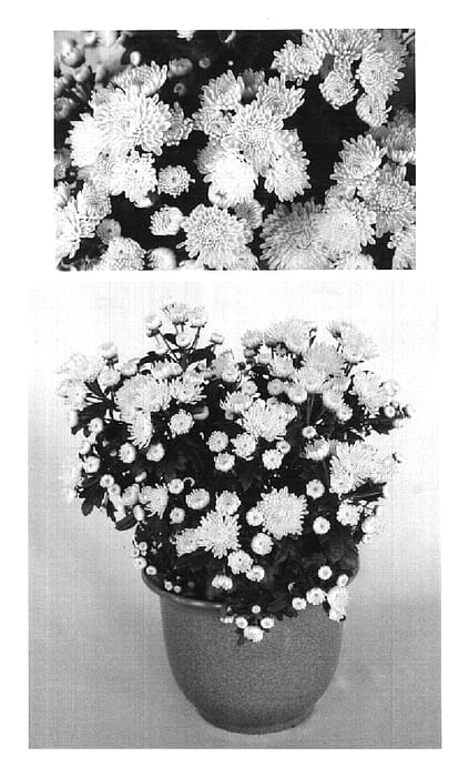Figure 1 of US plant patent PP20219, the photograph of Brilliant Yotiffany printed in the patent.